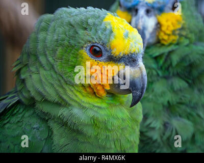 Orange-Winged Amazon Parrot Amazona amazonica  CAPTIVE Stock Photo