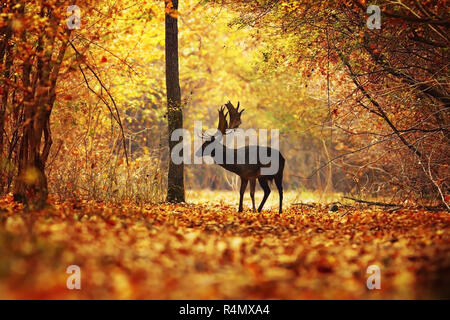 fallow deer stag passing rural road in colorful autumn forest ( Dama dama )