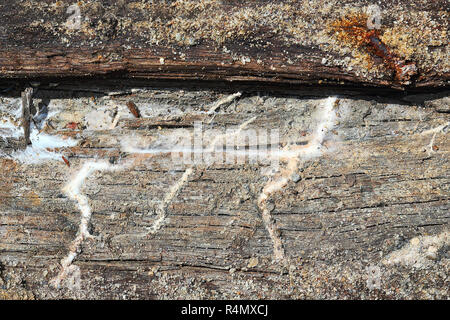 detail of dry rot mycelium on old wooden beam that stayed in contact with soil Stock Photo
