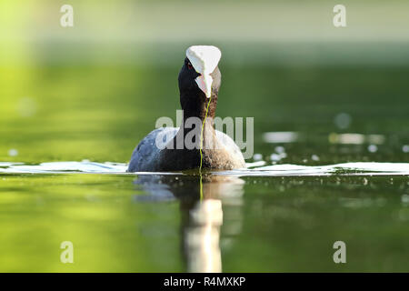 eurasian common coot swimming on pond ( Fulica atra ) Stock Photo
