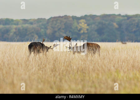 fallow deer bucks fighting in mating season ( Dama dama ) Stock Photo