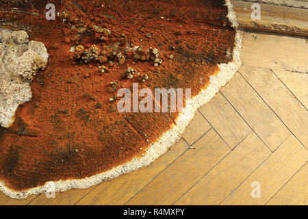 Shisha ustidagi mushuk