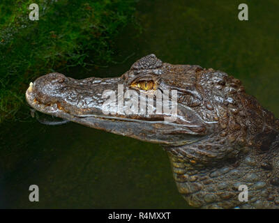 Spectacled caiman Caiman crocodilus   Cost Rica South America Stock Photo