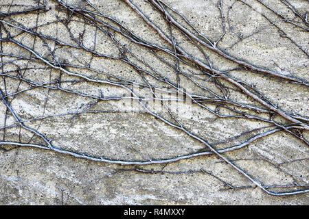 ivy roots on old building wall, architecural texture Stock Photo