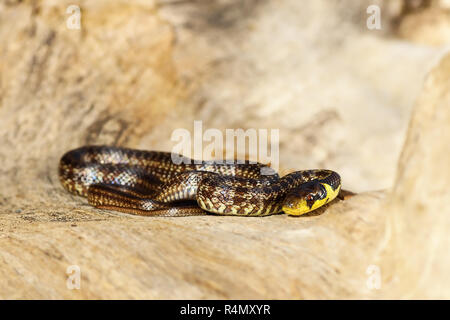 juvenile aesculapian snake basking on wood stump ( Zamenis longissimus ) Stock Photo