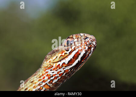 macro portrait of colorful eastern montpellier snake ( Malpolon insignitus ) over green out of focus background Stock Photo