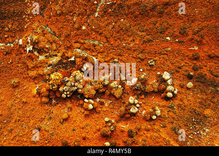 macro shot of dry rot fruiting body ( Serpula lacrymans ) Stock Photo