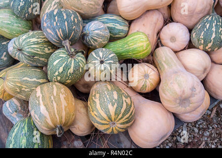 Pumpkins, Cucurbita argyrosperma, moschata, Butternut, maxima, cushaw Stock Photo