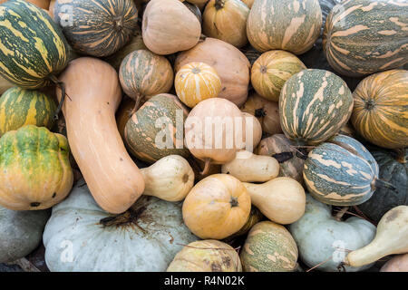 Pumpkins, Cucurbita argyrosperma, moschata, Butternut, maxima, cushaw Stock Photo