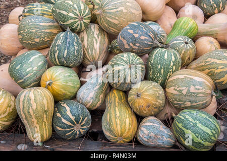 Pumpkins, Cucurbita argyrosperma, moschata, Butternut, maxima, cushaw Stock Photo