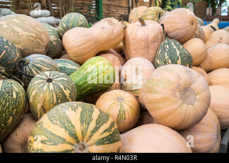 Pumpkins, Cucurbita argyrosperma, moschata, Butternut, maxima, cushaw Stock Photo