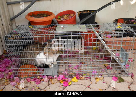 Feral cat caught in a humane cat trap prior to being neutered and