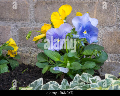 Bright colored Viola or Pansy flowers. The colors yellow and blue go well together, they are so called complementary colors. Stock Photo