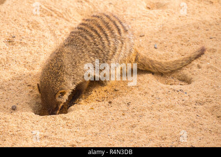 Banded mongoose digging in the sand, Mungos mungo Stock Photo