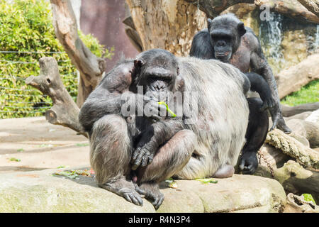 Group of entertaining chimpanzees Stock Photo