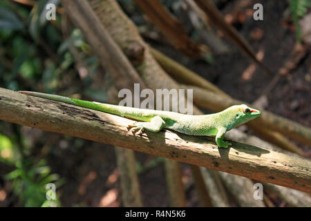day gecko on a branch, Madagascar Stock Photo