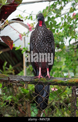 A Creste Guan (penelope purpurascens) the forest turkey, perched on a fence in Costa Rica Stock Photo