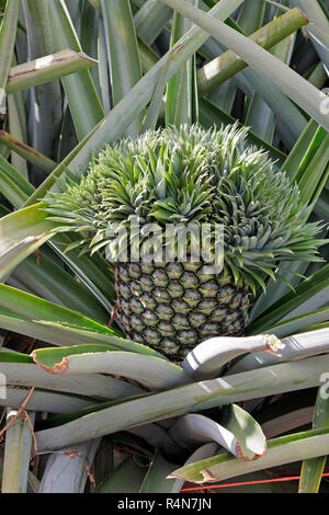 A mutant pineapple in the field that will go into marmalade production Stock Photo