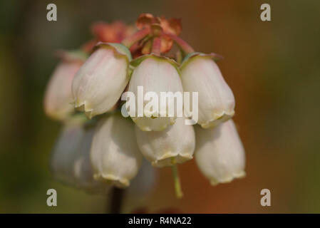 blueberry blossom,vaccinium myrtillus Stock Photo