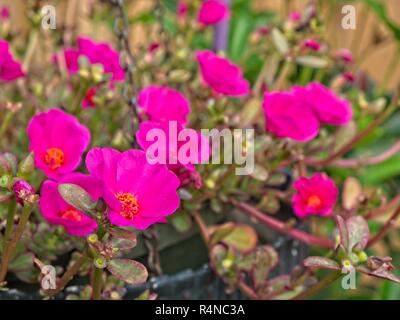 Portulaca grandiflora, rose moss or Mexican rose, a flowering succulent plant popular for hanging baskets in a home garden setting. Stock Photo