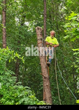Tree trimmer climber tied to a pine tree finishes cutting down the top of the dead tree in Montgomery Alabama, USA.