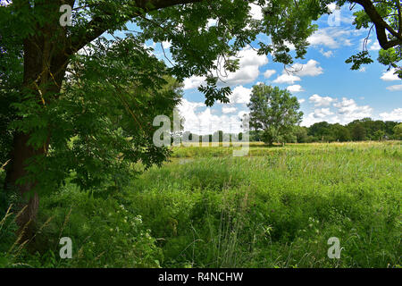 summer morning in the conservation area amperauen near moosburg Stock Photo