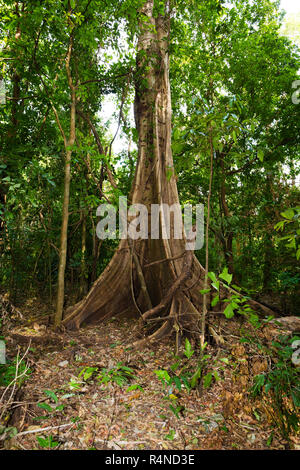 jungle in Tangkoko National Park, Indonesia Stock Photo