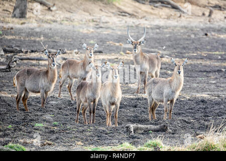 waterbuck antelope at a watering hole in Southern African savanna Stock Photo