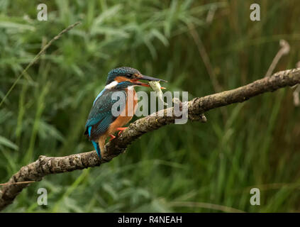 Eurasian Kingfisher with Fish
