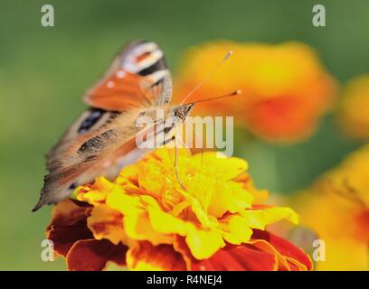 Butterfly (Peacock) Stock Photo