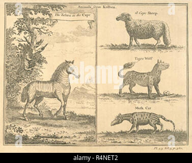 vintage mammals illustration Stock Photo