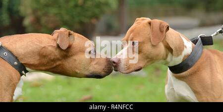 American terriers Stock Photo