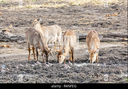 waterbuck antelope at a watering hole in Southern African savanna Stock Photo