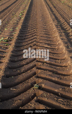 Tire tracks of a heavy sugar beet harvester in an empty field after harvest Stock Photo