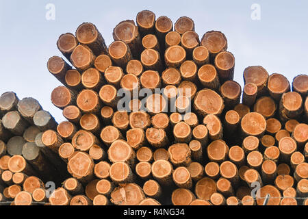 Tree trunks stacked up in a lumber yard Stock Photo