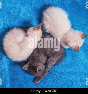 Three sleeping kittens: gray and two white color-point. Top view, kittens are lying on a blue terry towel Stock Photo