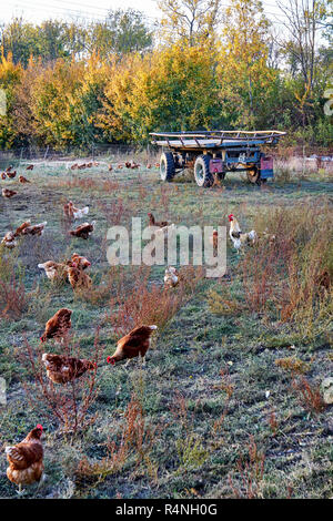 Free running chickens in a field with a trailer. Stock Photo