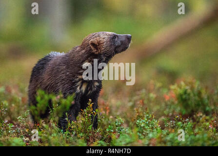 Wolverine in wild nature. Natural habitat. Glutton, carcajou, skunk bear, or quickhatch (gulo gulo) Stock Photo