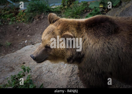 Beautiful brown bear in the bear pit of Bern, Switzerland Stock Photo