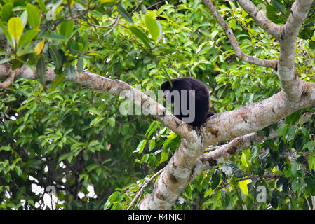 Black Howler monkey, genus Alouatta monotypic in subfamily Alouattinae, one of the largest of New World monkeys, rests on a branch in his habitat. Stock Photo