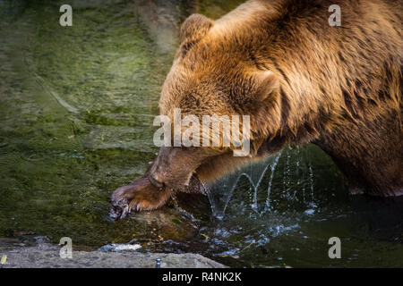 Beautiful brown bear in the bear pit of Bern, Switzerland Stock Photo