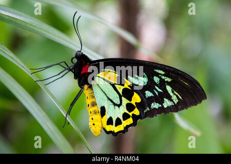 Male Cairns birdwing butterfly with beautiful bright colours in tropical Australia Stock Photo