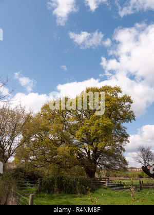 A Fantastic Lush Tree in the Middle of the Countryside, with a Lovely Clear Sky and Partial White Clouds Overhead and Stretched Stock Photo