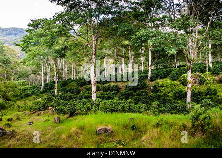 Polyculture coffee plantation at Finca Christina, Costa Rica Stock Photo