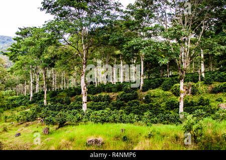 Polyculture coffee plantation at Finca Christina, Costa Rica Stock Photo