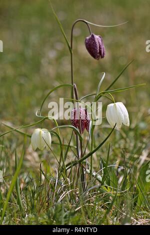 violet and white checkerboard flowers (fritillaria meleagris) with heart Stock Photo