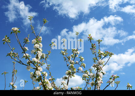 Apple tree branches with white blossom flowers reach up sky Stock Photo