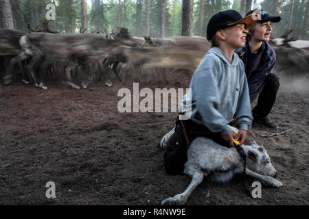 Each summer the Sami reindeer herders of Northern Scandinavia face the challenge of ear-marking each of the new calves born to their herd. Using the ancient mark of their family, the small carvings made in the ears allow the herders to recognise their herd whilst they graze. It's a daunting task given the number of reindeer they are responsible for and the vast distances they cover as they graze across the mountain pastures north of the Arctic Circle. Stock Photo