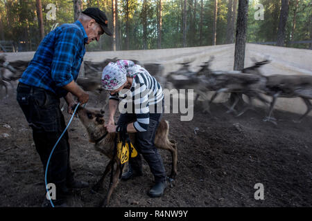 Each summer the Sami reindeer herders of Northern Scandinavia face the challenge of ear-marking each of the new calves born to their herd. Using the ancient mark of their family, the small carvings made in the ears allow the herders to recognise their herd whilst they graze. It's a daunting task given the number of reindeer they are responsible for and the vast distances they cover as they graze across the mountain pastures north of the Arctic Circle. Stock Photo