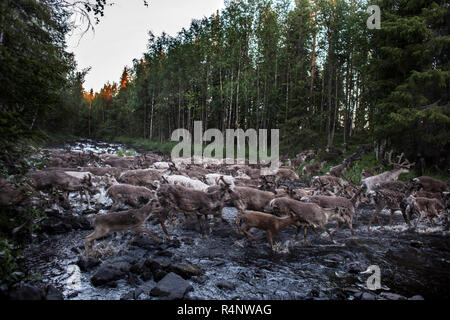 Each summer the Sami reindeer herders of Northern Scandinavia face the challenge of ear-marking each of the new calves born to their herd. Using the ancient mark of their family, the small carvings made in the ears allow the herders to recognise their herd whilst they graze. It's a daunting task given the number of reindeer they are responsible for and the vast distances they cover as they graze across the mountain pastures north of the Arctic Circle. Stock Photo